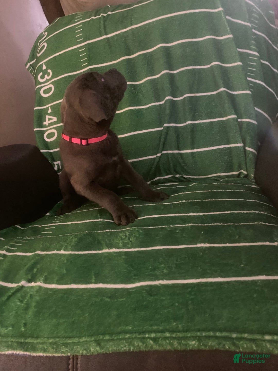 Cane Corso dogs for sale: Dark Pink - Image 2