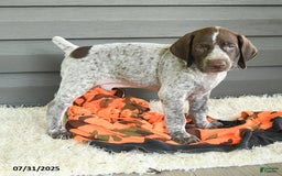 German Shorthaired Pointer dogs for sale: Allie - Image 1