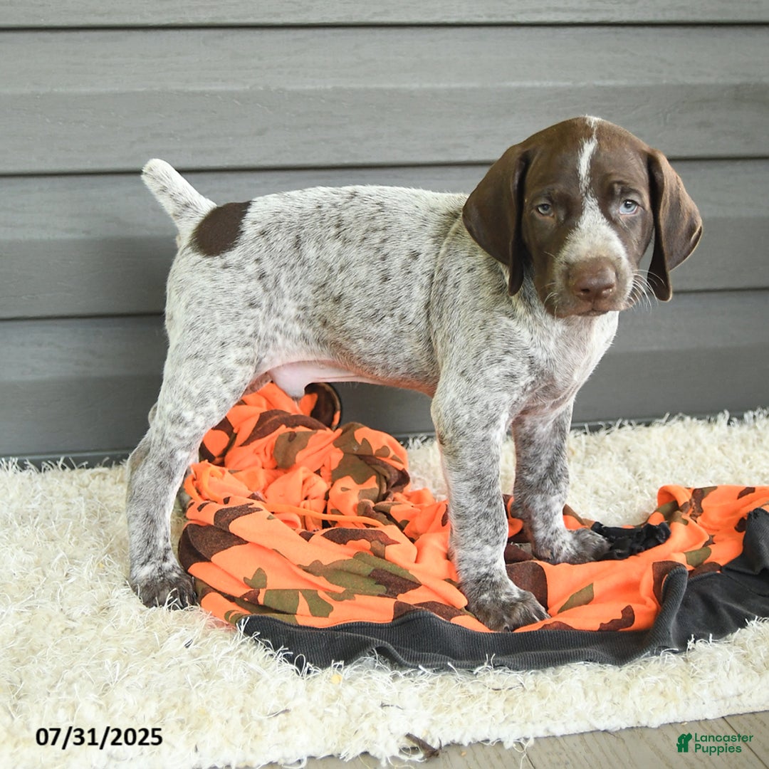 German Shorthaired Pointer dogs for sale: Allie - Image 1
