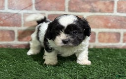 Shihpoo dogs for sale: Shih-Poo 3 puppies - Image 5