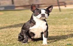 Boston Terrier dogs for sale: Junior - Image 6