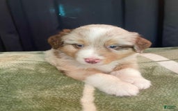 Australian Shepherd dogs for sale: Captain - Image 3