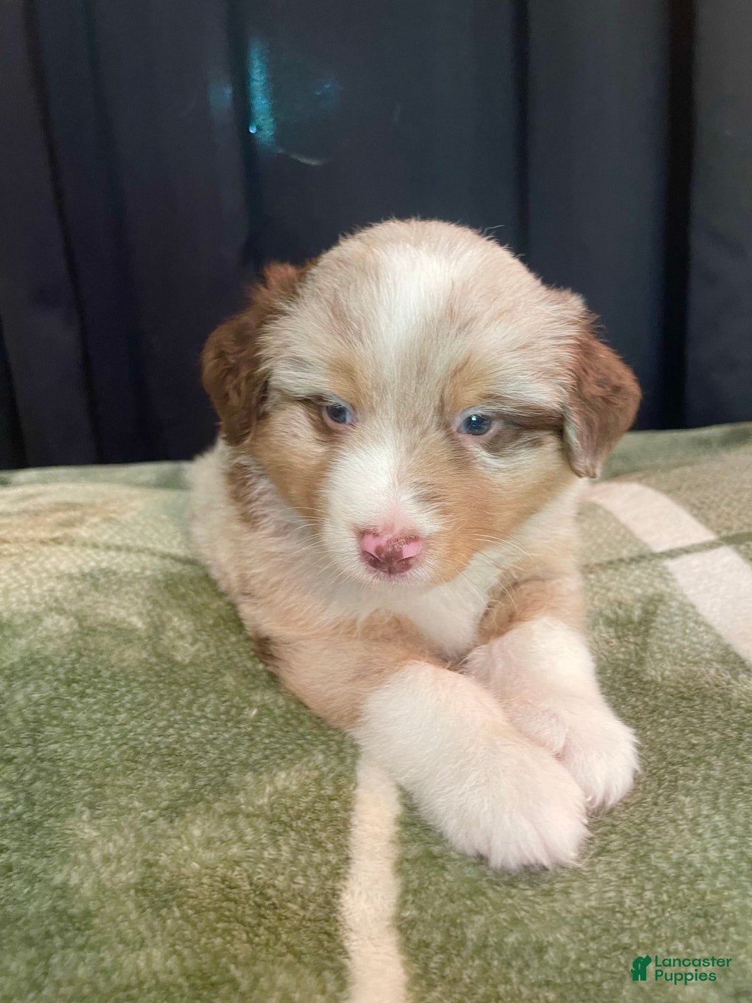 Australian Shepherd dogs for sale: Captain - Image 3