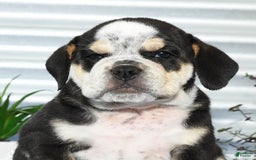 Beabull dogs for sale: Ike - Image 6