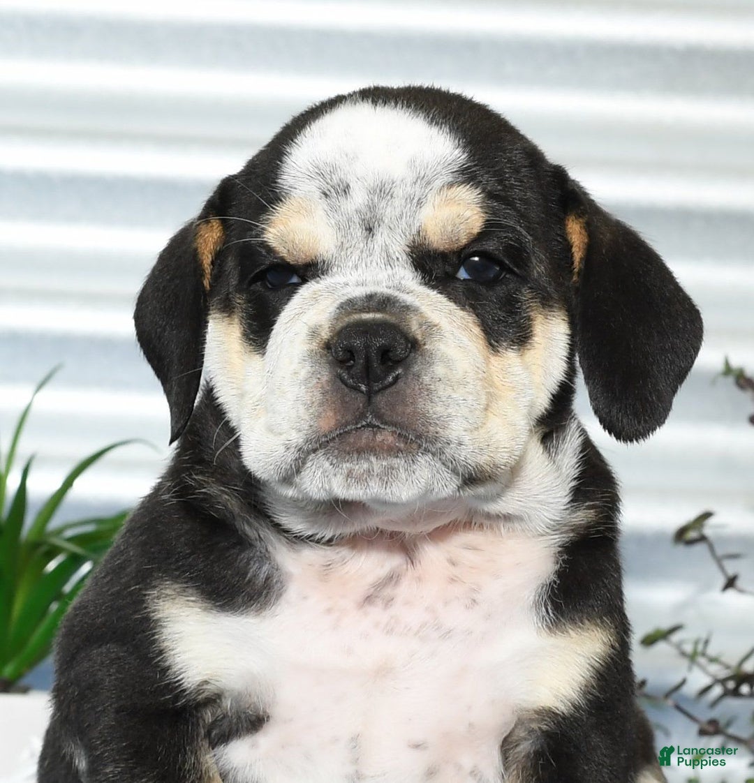 Beabull dogs for sale: Ike - Image 6
