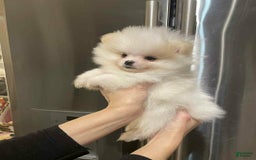Pomeranian dogs for sale: Theodore - Image 5