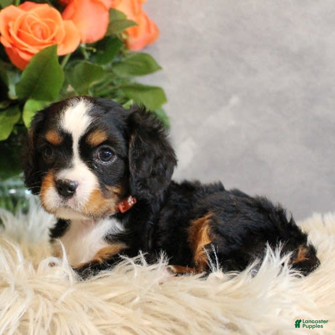 Miniature Bernese Mountain Dog dogs for sale: Truffle - Image 2