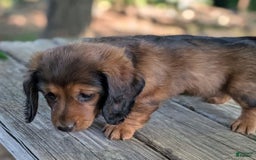 Dachshund dogs for sale: Evie - Image 6