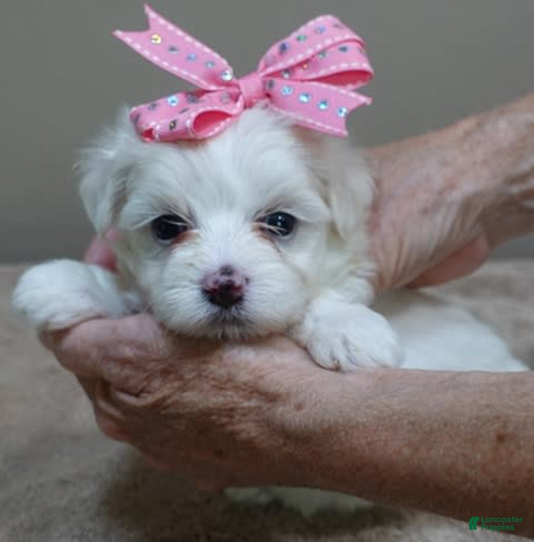 Maltese dogs for sale: Tessa - Image 8
