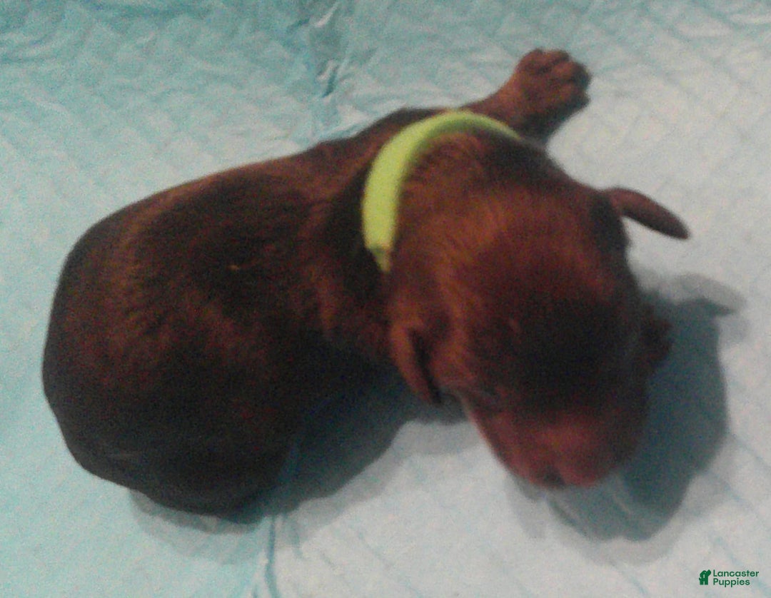 Dachshund dogs for sale: Fritz - Image 1