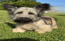 Skye Terrier dogs for sale: Vikki - Image 1