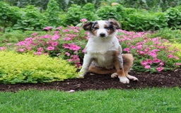 Miniature Australian Shepherd dogs for sale: Washington - Image 19