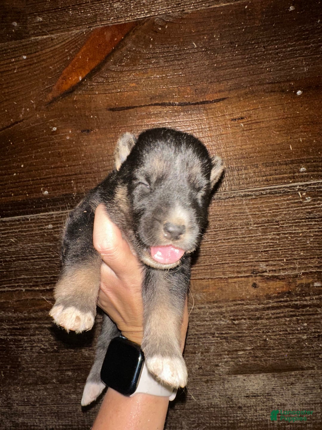 Gerberian Shepsky dogs for sale: Kazar - Image 1