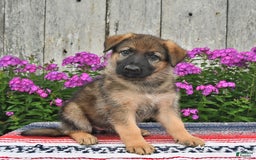 German Shepherd dogs for sale: Hailee - Image 5