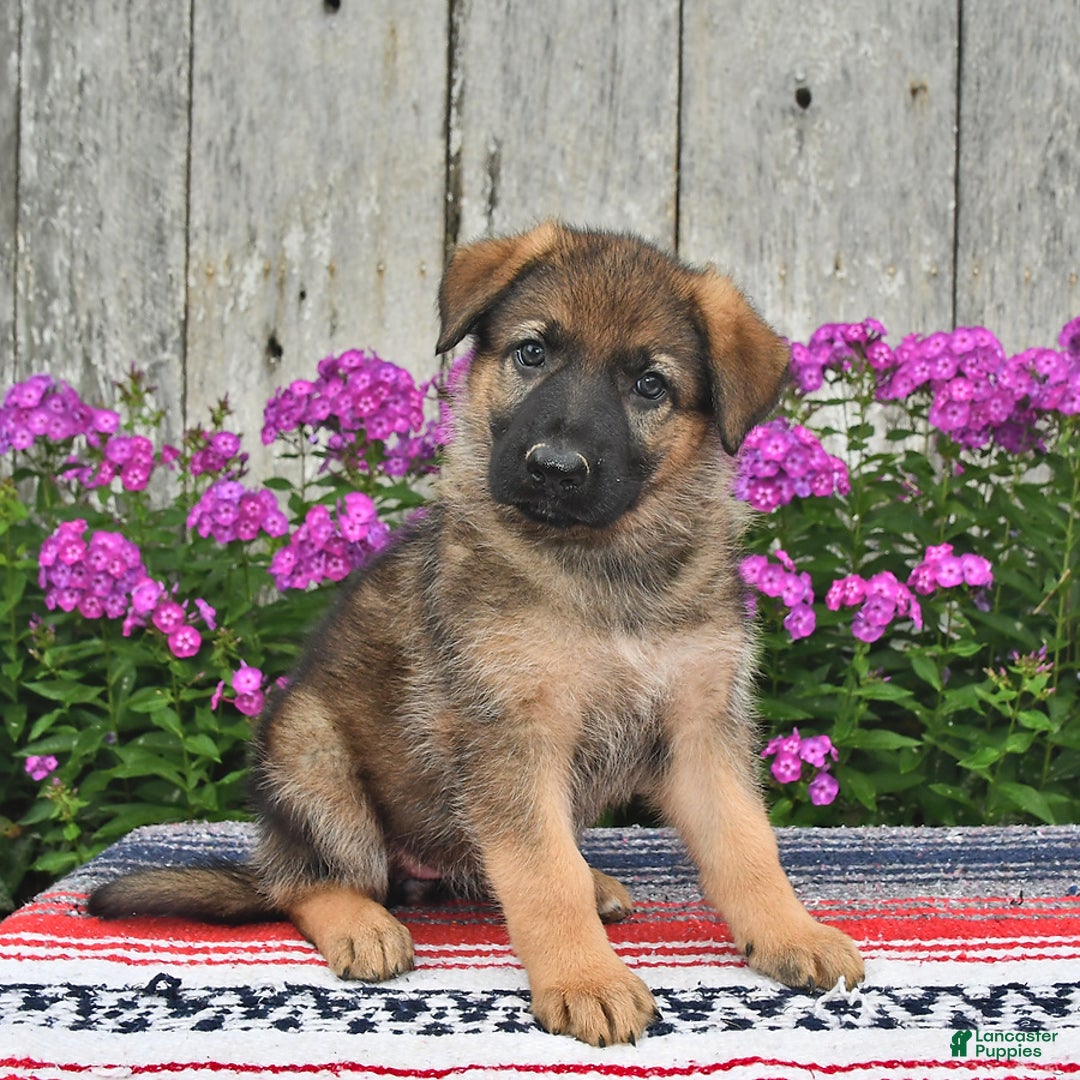 German Shepherd dogs for sale: Hailee - Image 5