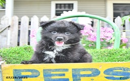 Pomeranian dogs for sale: Andre - Image 4