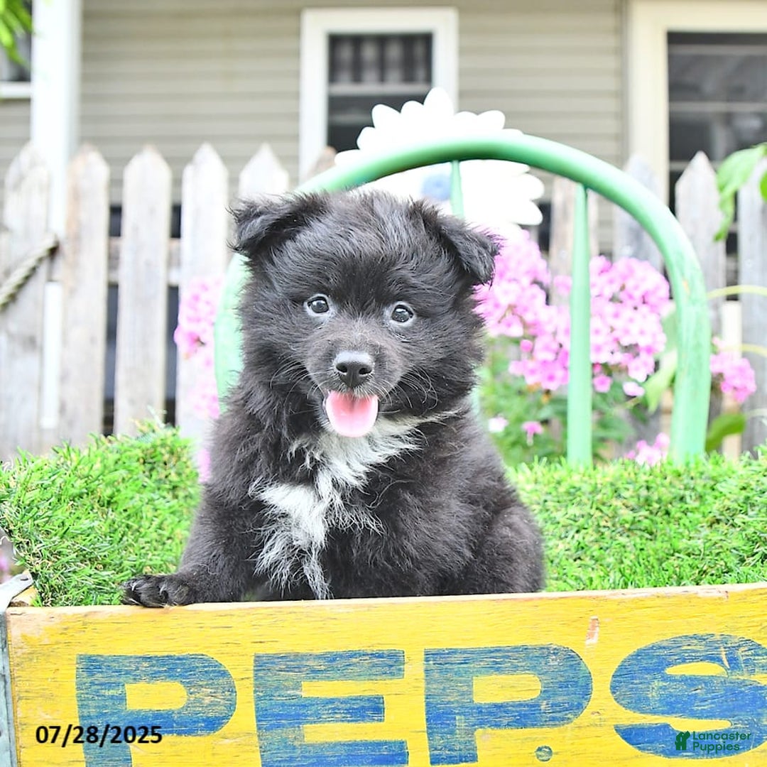 Pomeranian dogs for sale: Andre - Image 4