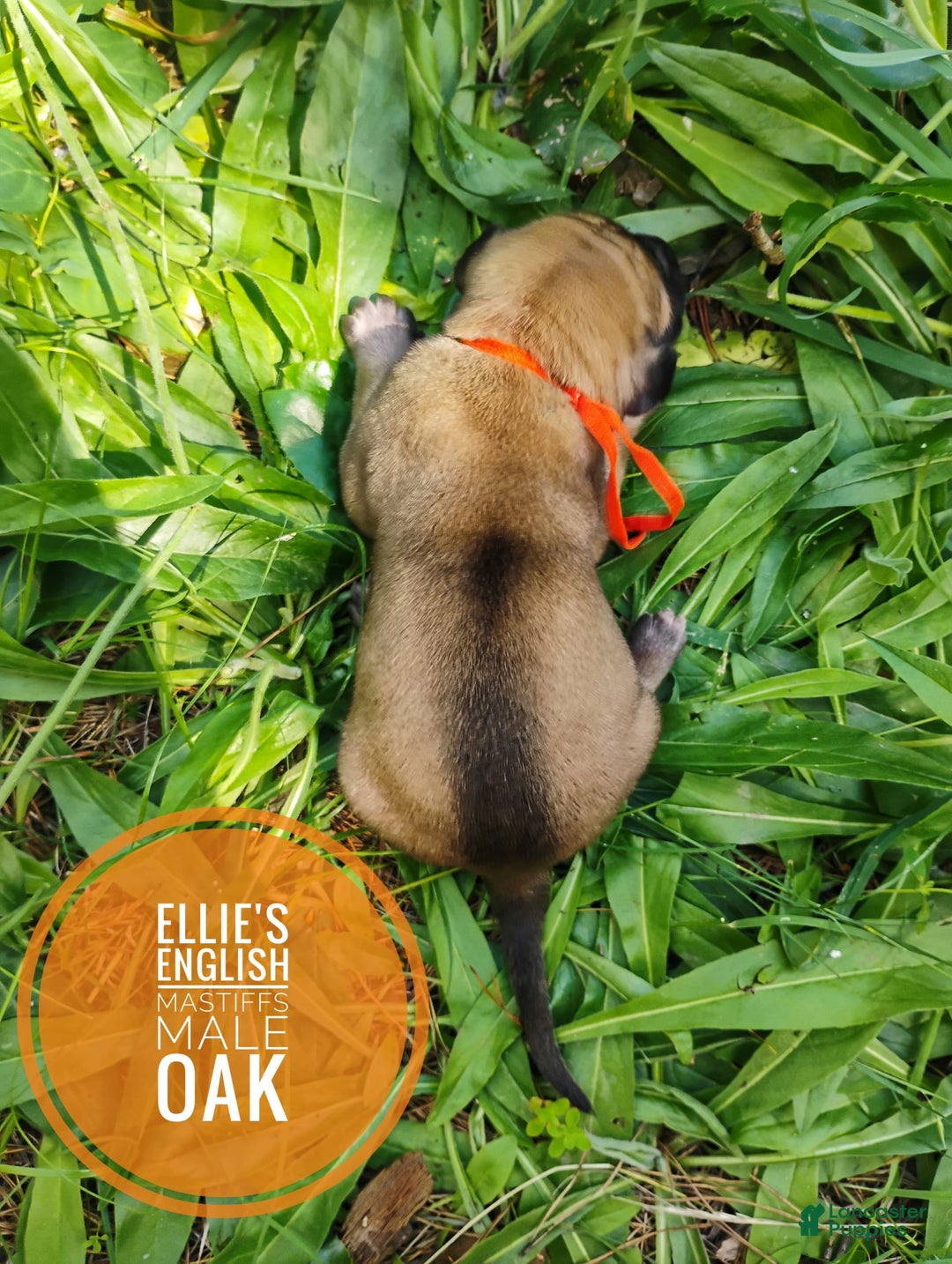 English Mastiff dogs for sale: Oak - Image 3