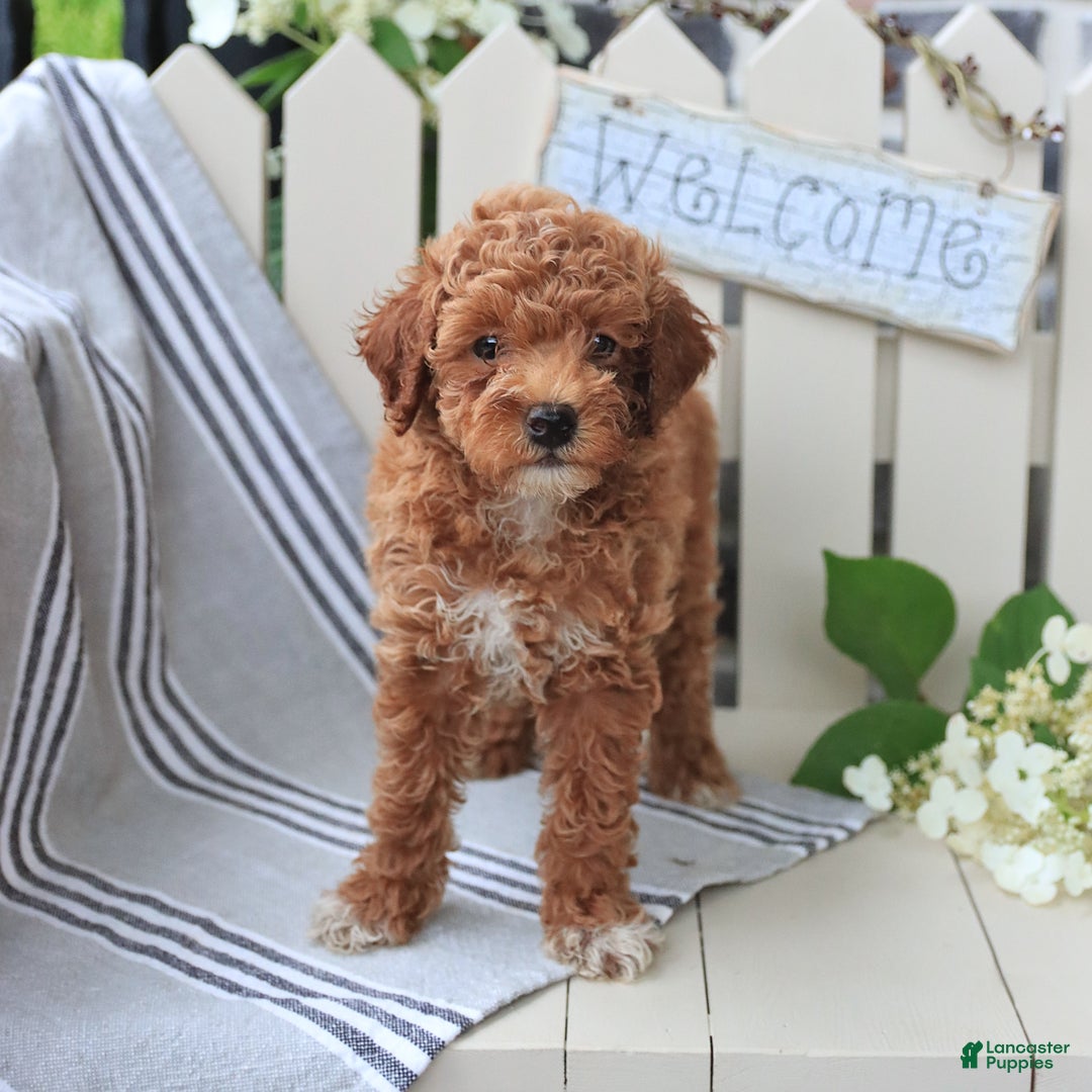 Miniature Poodle dogs for sale: Lacy - Image 4