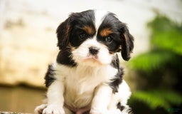 Cavalier King Charles Spaniel dogs for sale: Nero - Image 21