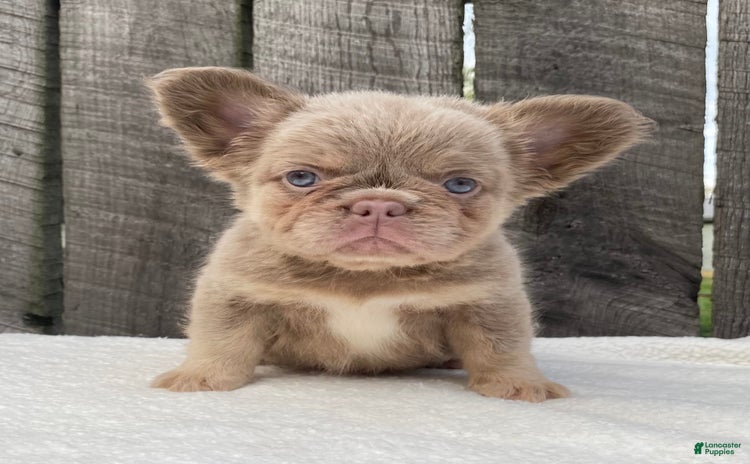 French Bulldog dogs for sale - Ad 5