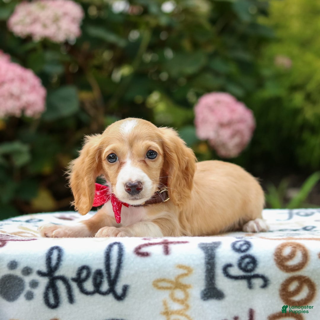 Miniature Dachshund dogs for sale: Skippy - Image 6