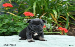 French Bulldog dogs for sale: Bunny - Image 5