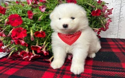 Samoyed dogs for sale: Chloe - Image 4