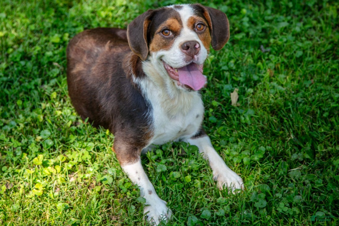 Beabull dogs for sale: Sable - Image 6