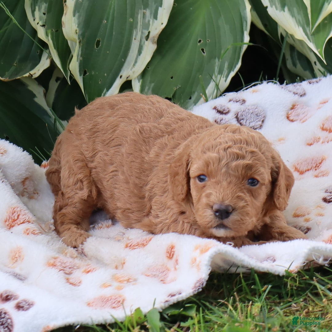 Mini Goldendoodle dogs for sale: Violet - Image 1