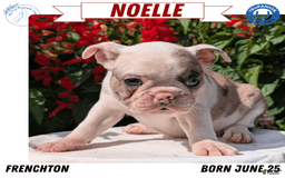 Frenchton dogs for sale: Noelle - Image 10