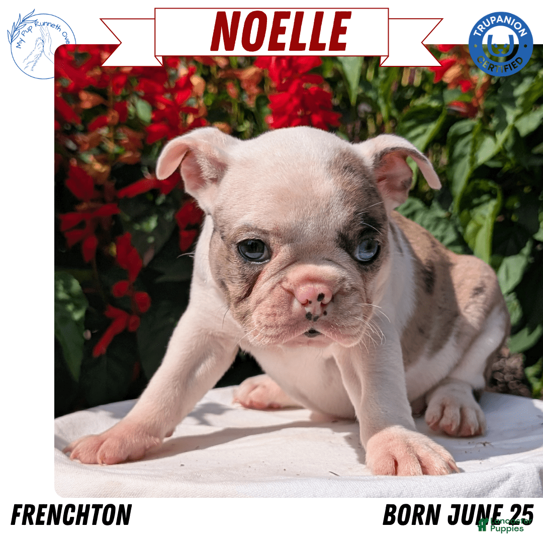 Frenchton dogs for sale: Noelle - Image 10