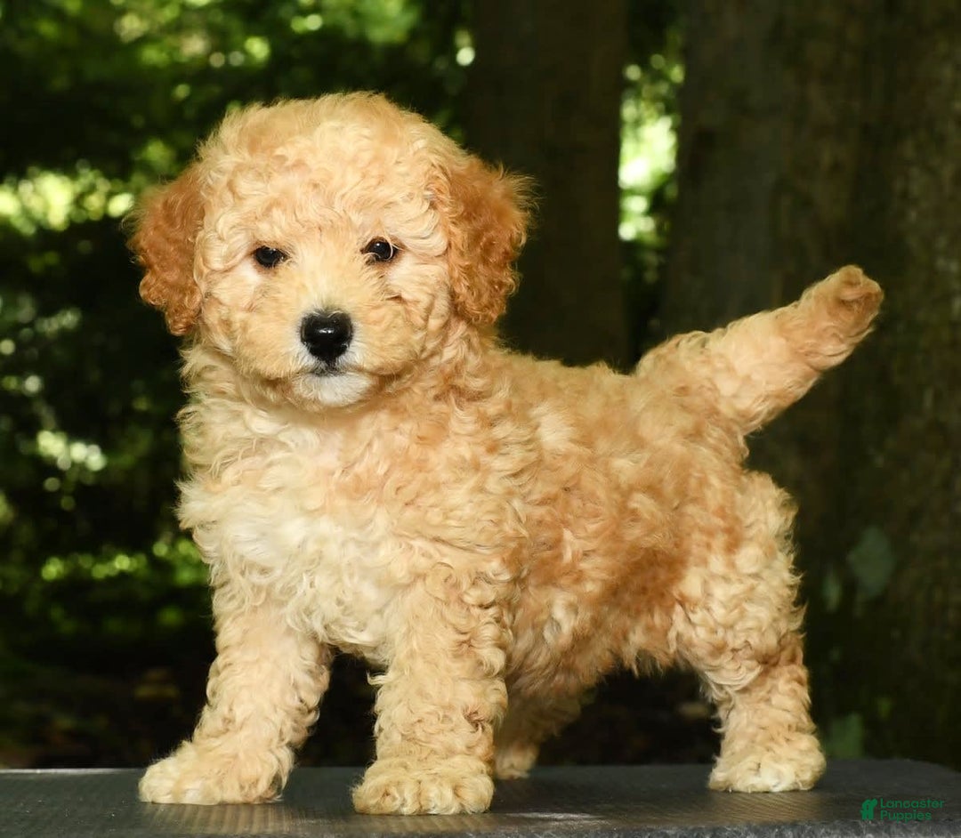Mini Goldendoodle dogs for sale: Lilly - Image 1
