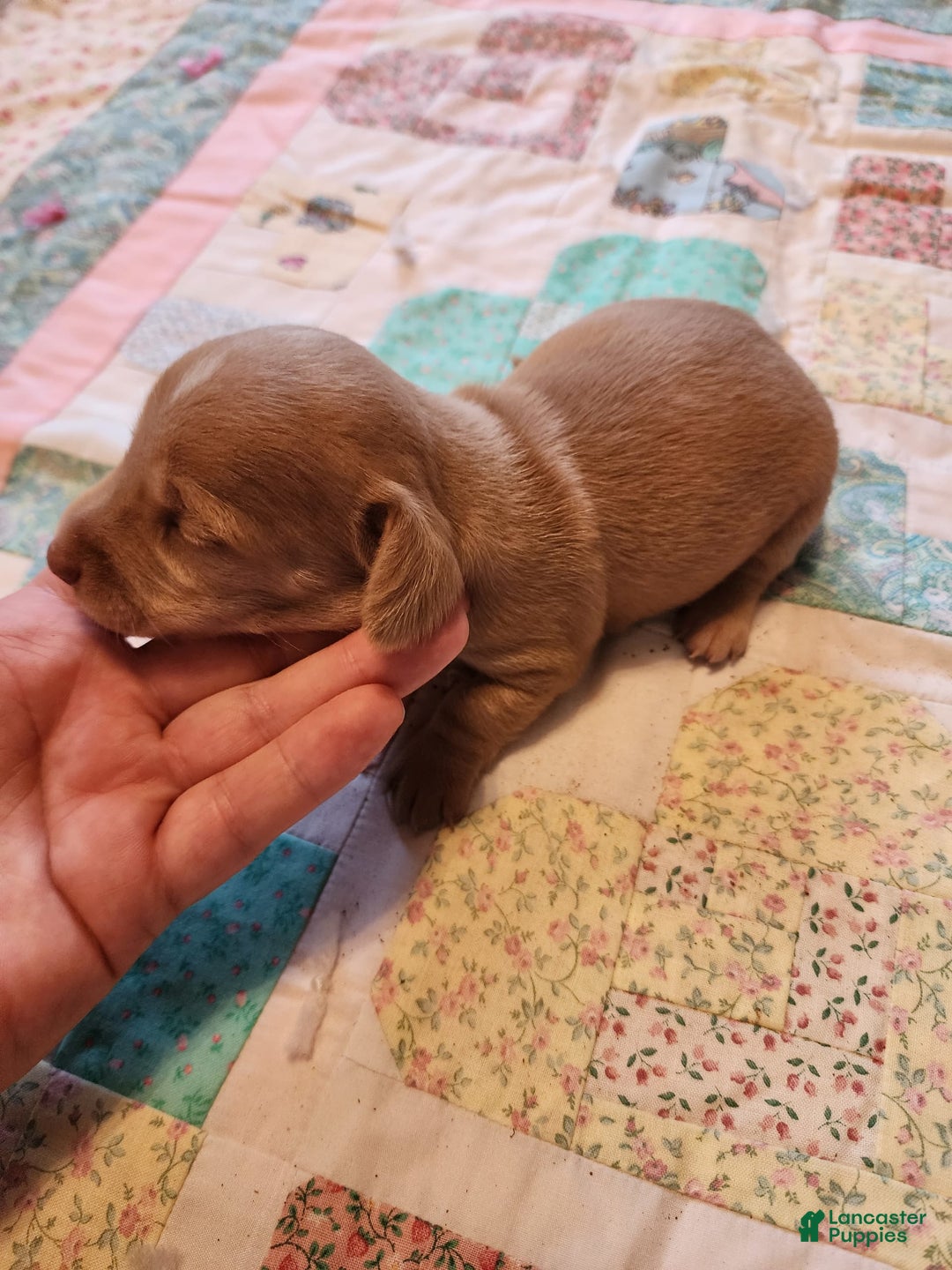 Miniature Dachshund dogs for sale: Cora - Image 4