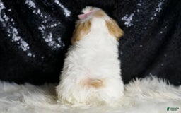 Maltipoo dogs for sale: Maltipoo 4 puppies - Image 7