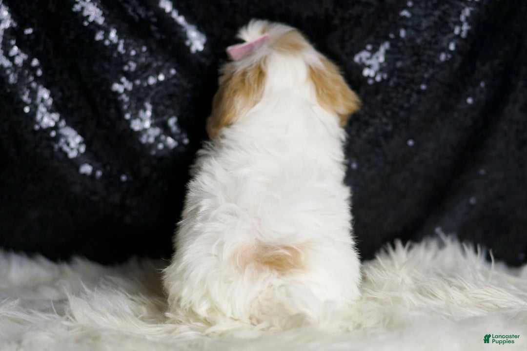 Maltipoo dogs for sale: Maltipoo 4 puppies - Image 7