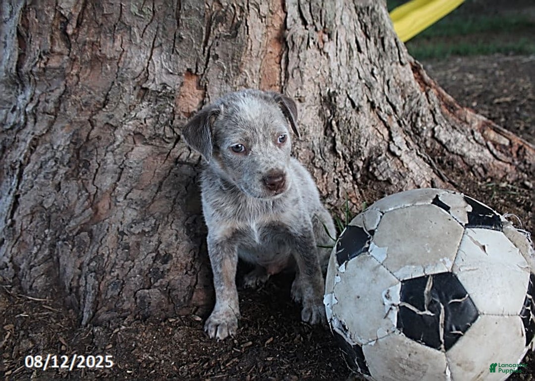 Australian Cattle Dog dogs for sale: Jared - Image 1