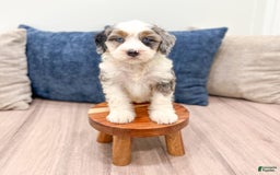 Mini Bernedoodle dogs for sale: Molly - Image 3