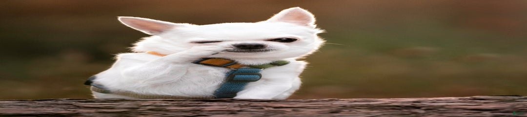 Mixed Breed Puppy 1