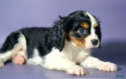 Cavalier King Charles Spaniel dogs for sale: Tommy - Image 5