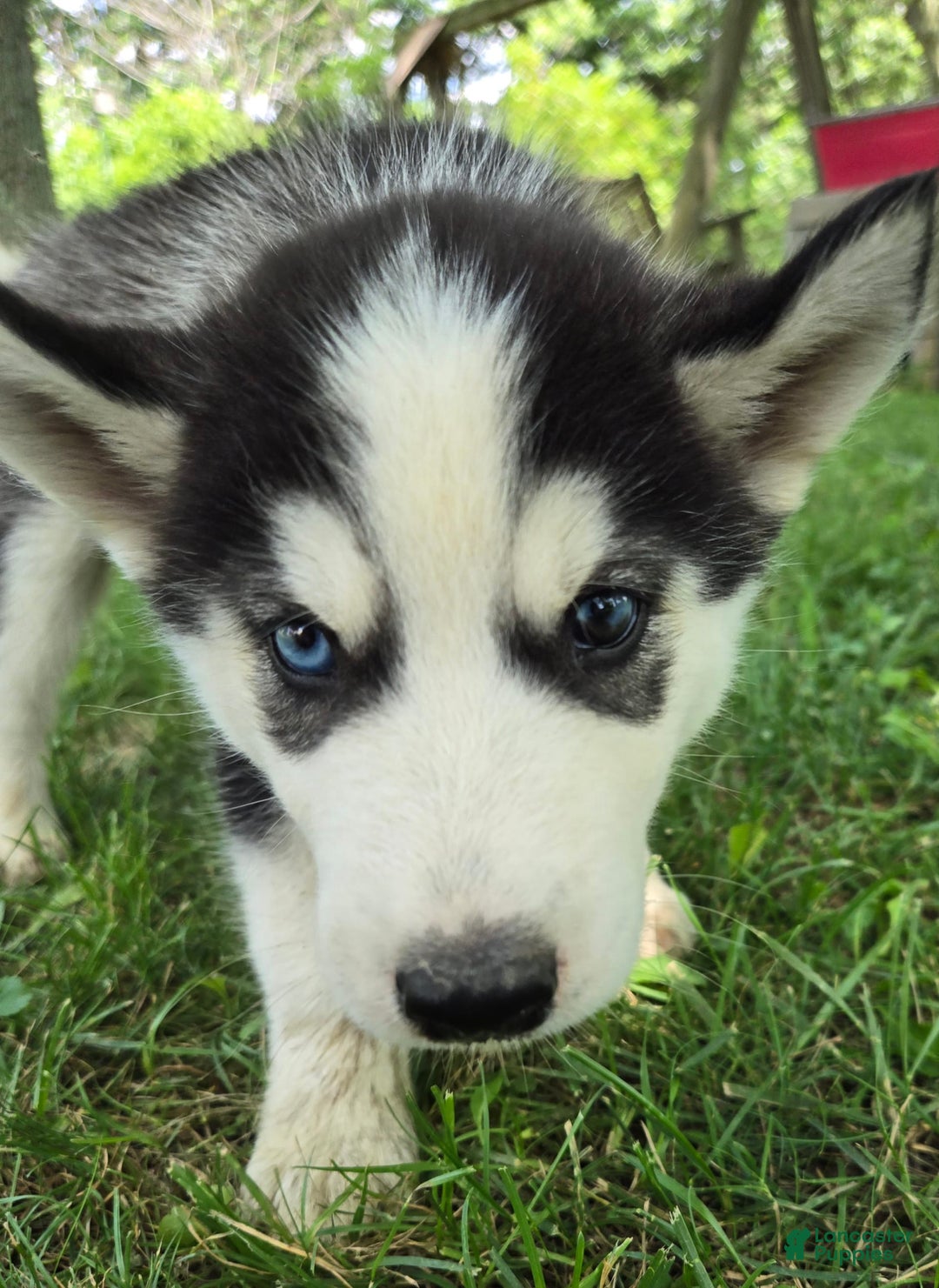 Siberian Husky dogs for sale: Thunder - Image 6