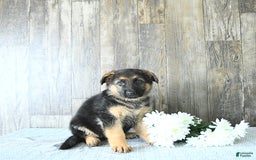 German Shepherd dogs for sale: Zeus - Listing for pets: Zeus, Ozzy, Zailey, Moose, Rizzo - Image 2
