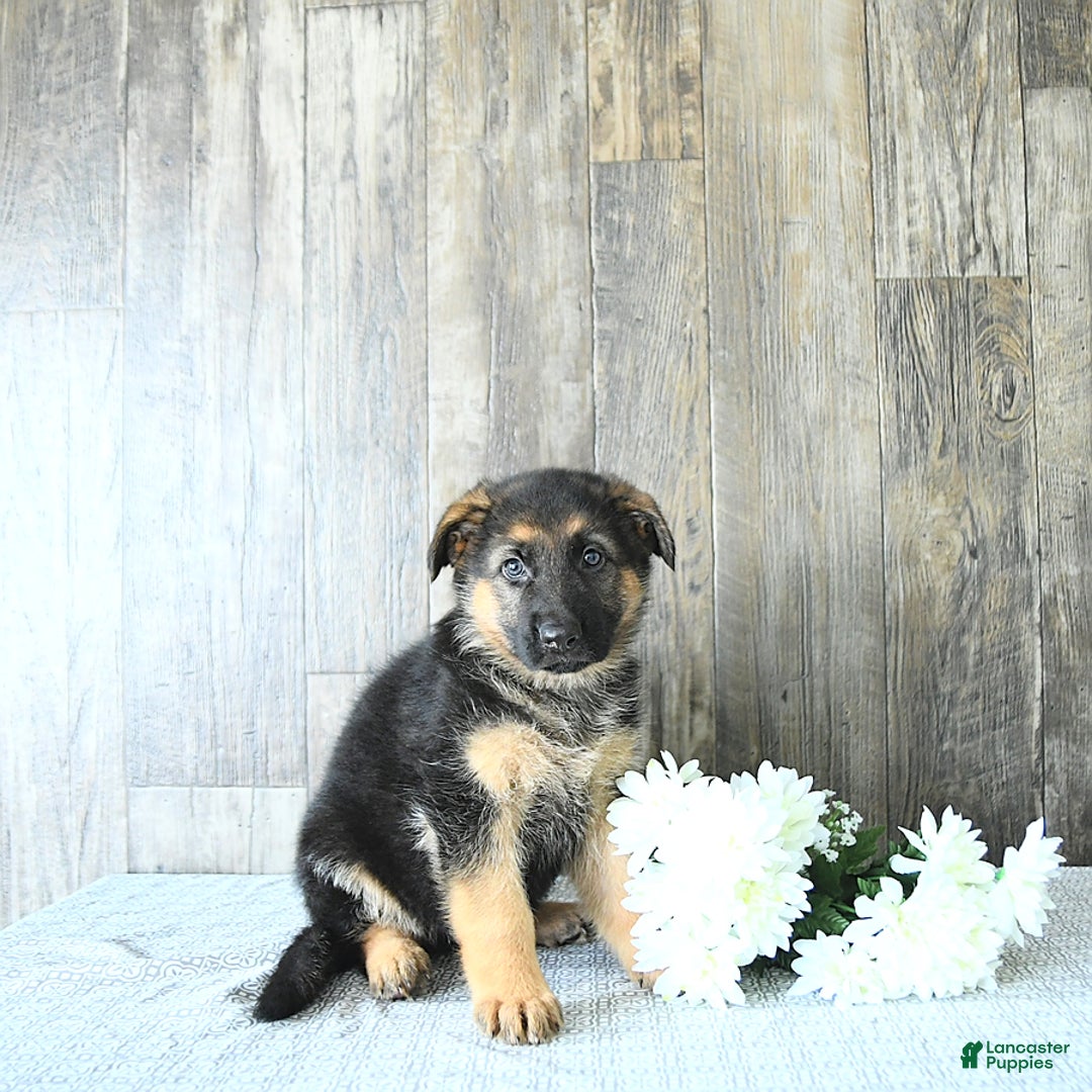 German Shepherd dogs for sale: Zeus - Listing for pets: Zeus, Ozzy, Zailey, Moose, Rizzo - Image 2