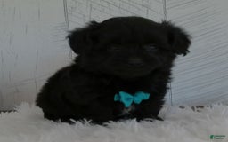 Yorkiepoo dogs for sale: Toby - Image 2
