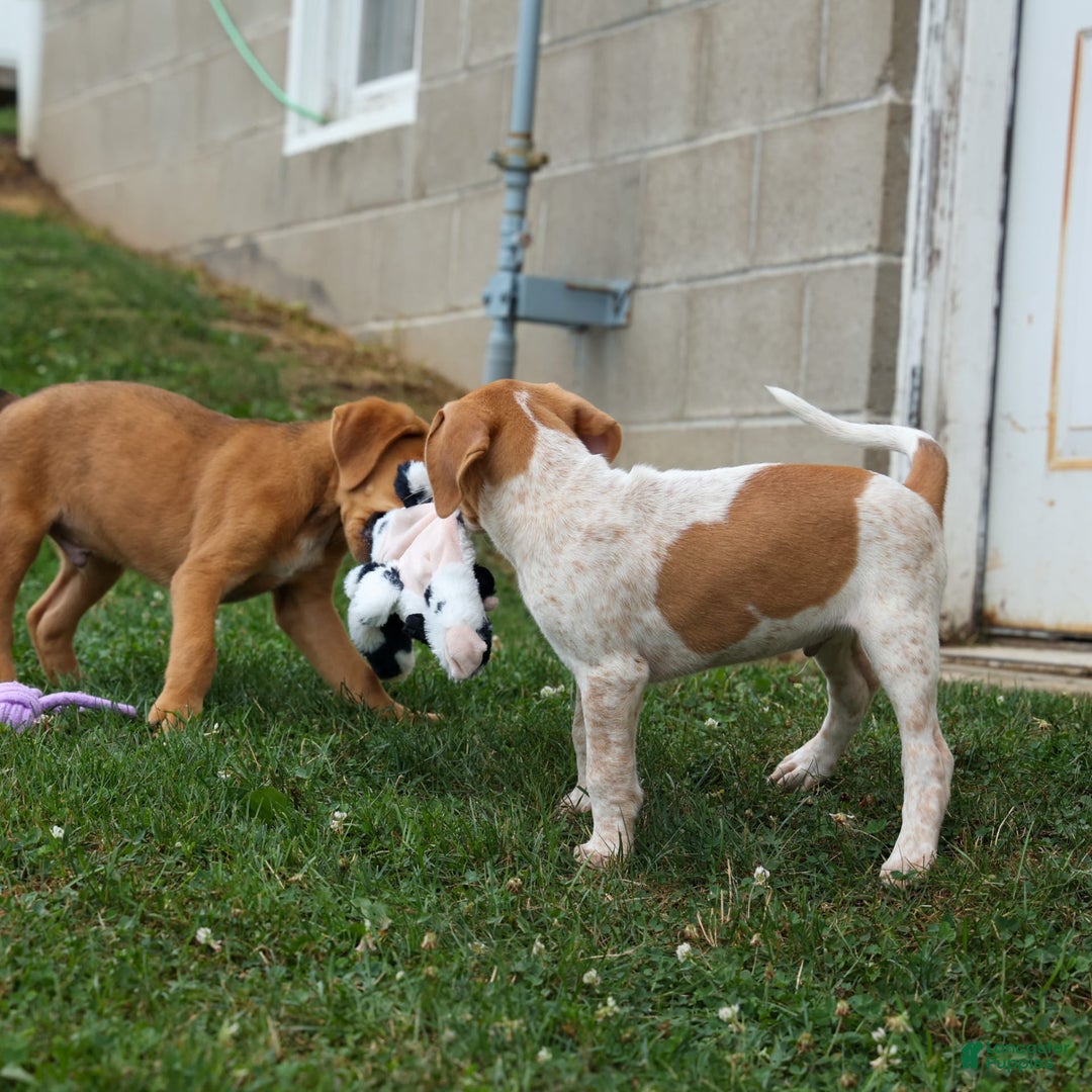 Beagle dogs for sale: Charlie - Image 18