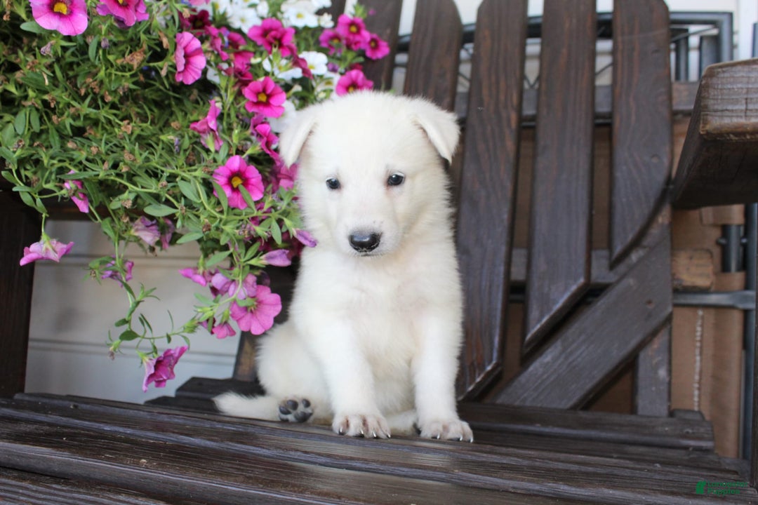German Shepherd dogs for sale: Jasmine - Image 5
