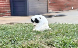 Newfypoo dogs for sale: Batman - Image 4