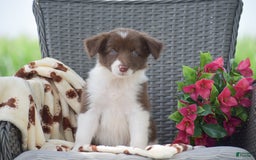 Border Collie dogs for sale: Brittney - Image 5