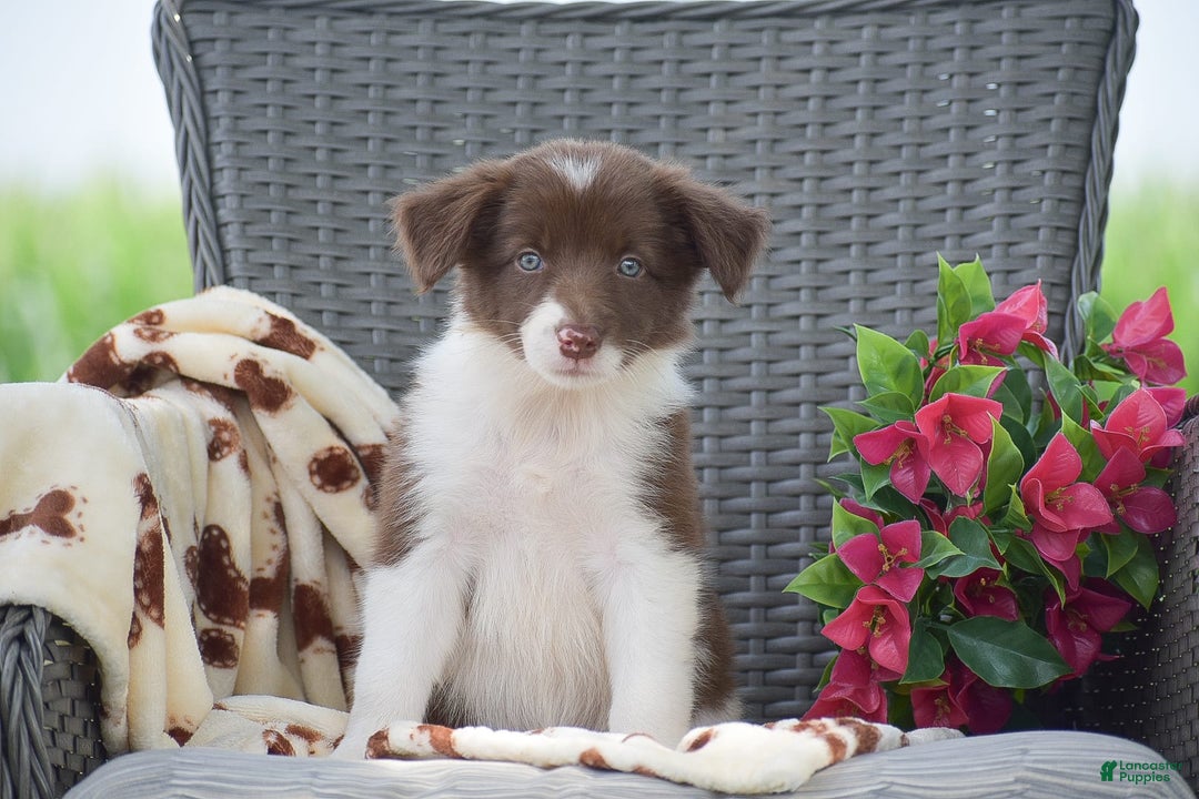 Border Collie dogs for sale: Brittney - Image 5