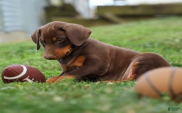 Doberman Pinscher dogs for sale: Doberman Pinscher 3 puppies - Image 10